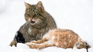 С Ним не связываются даже ЛИСЫ! Европейский Лесной КОТ — Скрытный и Редкий Хищник!