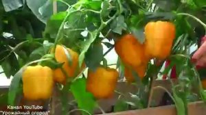 КАКИЕ ОВОЩИ САЖАТЬ В ФЕВРАЛЕ НА РАССАДУ🍆[Урожайный огород]