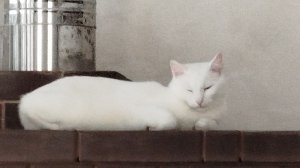 Шоу Испытания