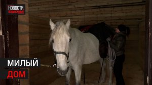 В Балашихинской усадьбе Горенки после реставрации открылась конюшня