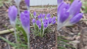Крокусы скоро распустятся