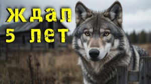 Почему волк 5 лет сидел у калитки дома? Правда, которую скрывали чиновники