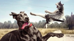 10 МИНУТ СМЕХА | ЛУЧШИЕ ПРИКОЛЫ С ЖИВОТНЫМИ | ПРО ЖИВОТНЫХ | СМЕШНЫЕ ЖИВОТНЫЕ