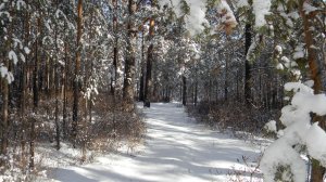 " Осенний снег "