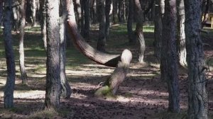 ПРОГУЛКИ ПО ПАРКУ И НЕ ТОЛЬКО День третий