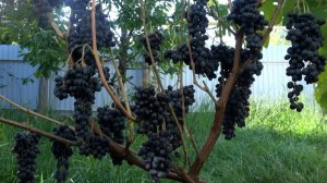 Виноград Изюмский  мускат.