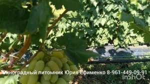 виноград Благородный ( Днепровский маникюр)