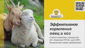 Эффективное кормление коз и овец