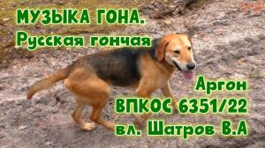 МУЗЫКА ГОНА. Русская гончая Аргон вл. Шатров В.А.#охотасгончей#собака #животные #топ #hunting