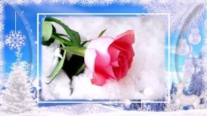 Розы на снегу!!! Зимние чудеса!