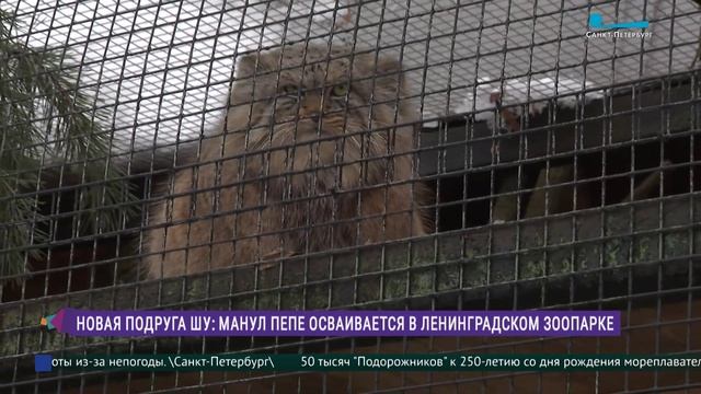 Новая подруга Шу: манул Пепе осваивается в Ленинградском зоопарке