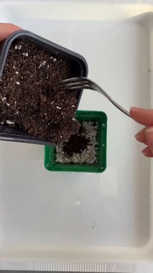 Когда сеять рассаду, чтобы не ошибиться