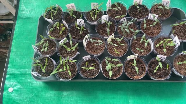 Всходы томатов для теплицы номер 1. Пробую Китайский метод на томате Сержант Паскаль. смотреть онлайн