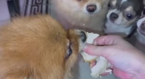 Очень вкусный перекус, все слопали маленькие крокодильчики.