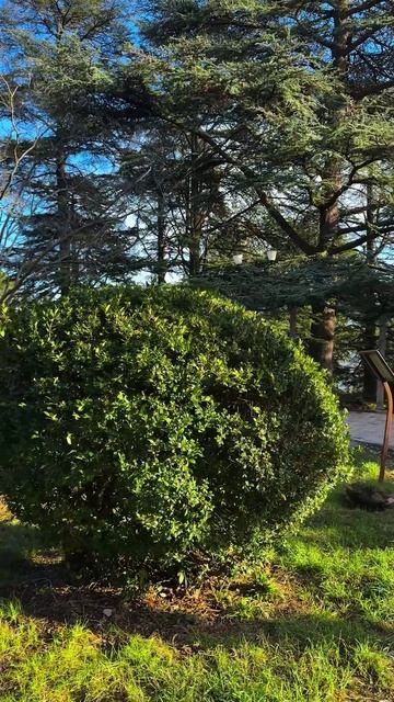 Массандровский парк зимой