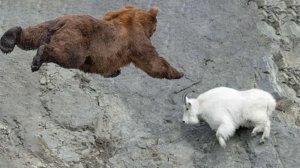 На что способен МЕДВЕДЬ в ГОРАХ? Самые отчаянные нападения БУРОГО ХИЩНИКА!
