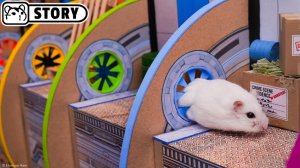 Побег хомяка из тюремного лабиринта — ловушки, хитрости и свобода! - Шортс 🐹 Хомяк Хомура