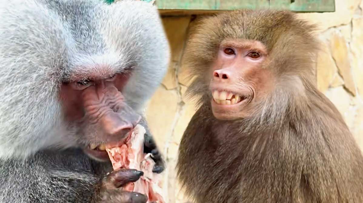 Бывший Люсин муж и его жена спинки жуют, котов распустили! Батя нас ограбил! Обсудили варианты Люси! смотреть онлайн