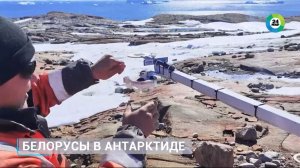 Новый вид организмов в Антарктиде открыли белорусские полярники