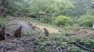 🐒Макаки устроили водное шоу в китайской провинции Юньнань