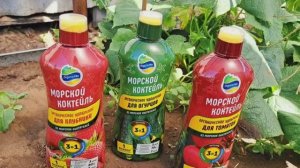 Морской коктейль для растений! Наверное им очень вкусно))) Видео с прошлого лета!