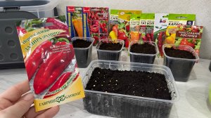 Сею сладкий перец на рассаду.