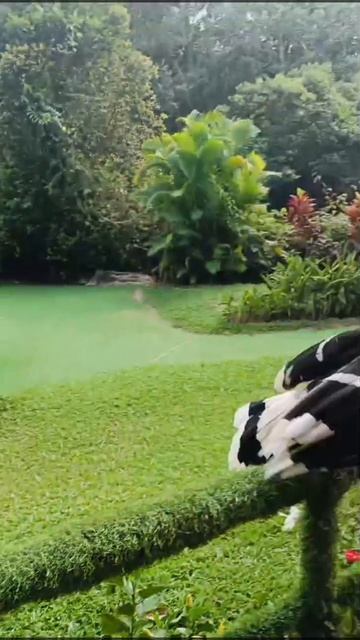 Птичье шоу которое вас удивит сафарипарквпечатляет птичьешоу пернатыеартисты винперлфукуок