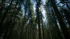 Капали слёзы В Залкин cover remix