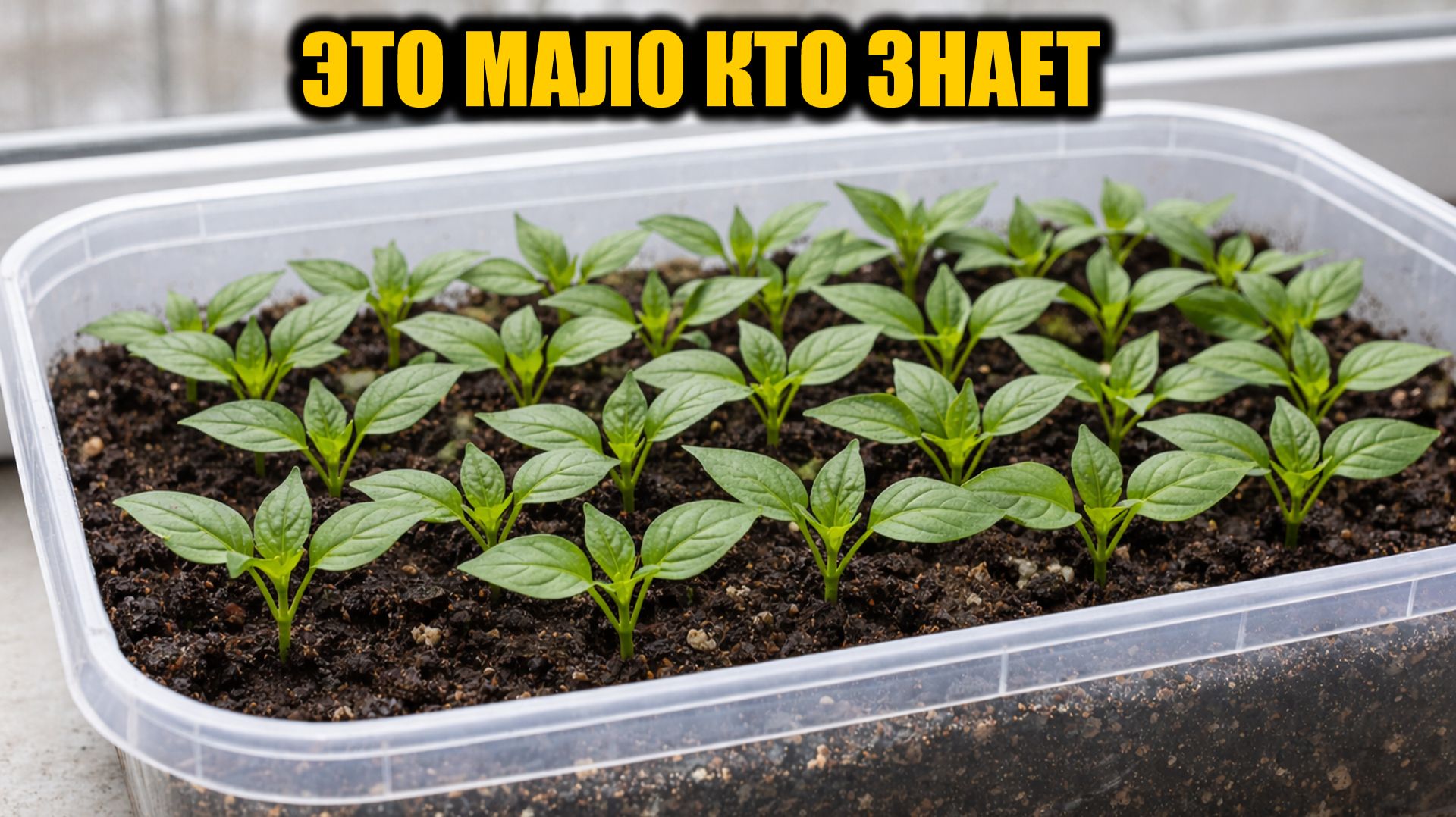 Перец взойдет за 1 день дружно и не будет вытягиваться! Секрет быстрой всхожести любых семян перца смотреть онлайн