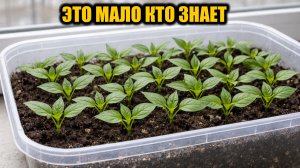 Перец взойдет за 1 день дружно и не будет вытягиваться! Секрет быстрой всхожести любых семян перца