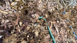 Весна 25 года