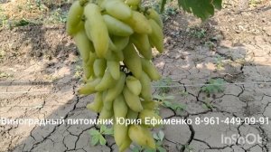 виноград Лукашенко