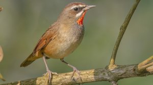 Пение соловья. Расслабление с природой