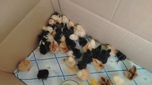 Проколола телят. В птичнике пополнение.