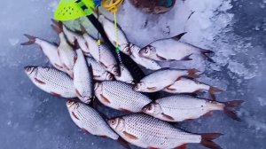 С безмотылкой на Ахтубу за плотвой результат меня устроил .