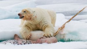 Вот почему Белый Медведь – самый ОПАСНЫЙ хищник Планеты! Даже КИТЫ под угрозой!
