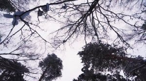 Зимняя прогулка по лесу Щёлково 7