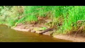 поездка за воблерами ЧАСТЬ 72