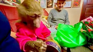 Манечка тоже пришла домой распаковывать подарки, но в отличии от Степы она НЕ БОИТСЯ ПОПУГАЕВ!