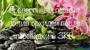 Правильный первый полив после пересадки в ЗКС