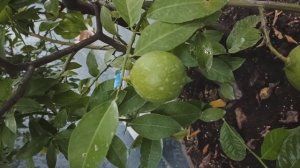 лимон в магазине