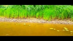 поездка за воблерами ЧАСТЬ 87