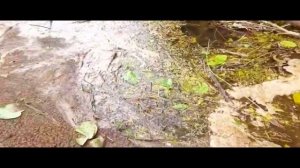 поездка за воблерами ЧАСТЬ 32