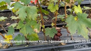 саженцы винограда в школке