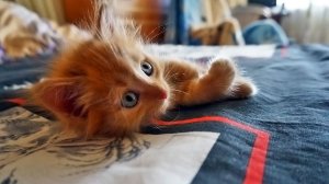 Рыжик как всегда на шаг впереди меня. Я на кухню он обгоняет, я на кровать, а там уже зянято