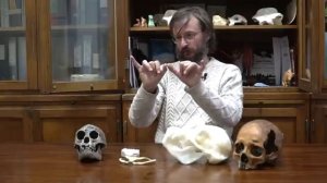 Дробышевский. Атавизмы человека