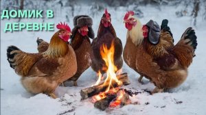 Жизнь в деревне Как куры выживают в минус сорок и не замерзают