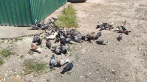 Один из дней города Евпатории | 14 мая 2021 год | Крым | ХАН БАТОН | XAH 6ATOH | VID_20210514_134544