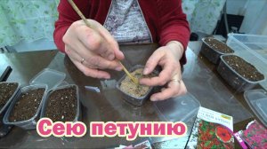 Секреты посева петунии