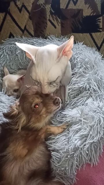 Сфинкс Зина и тойчик Зая. 19 февраля 2026 г.